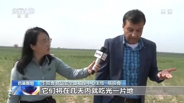 考察了巴基斯坦蝗災區后，中國工作組：情況比預想還嚴重